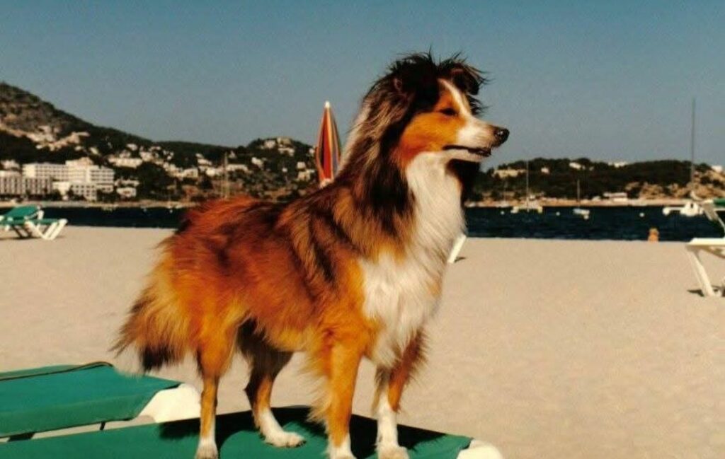 Sheltie am Meer